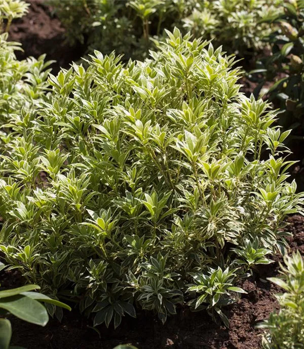 Pieris japonica 'Variegata'