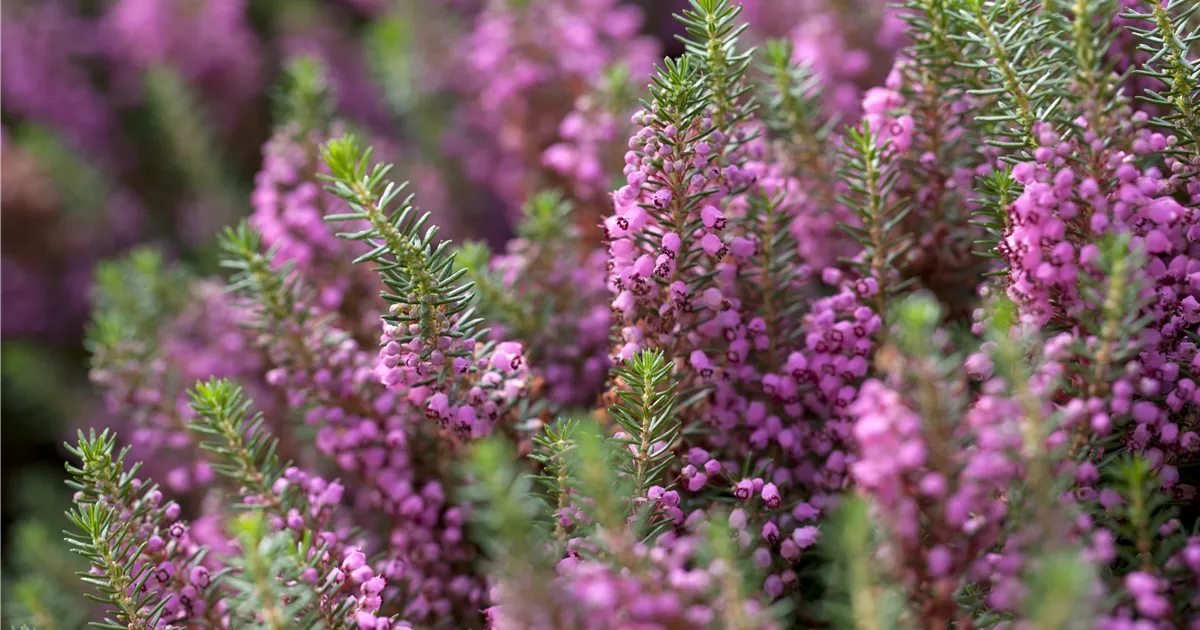 Erica vagans 'Mrs D.F. Maxwell', Erika, Wanderheide