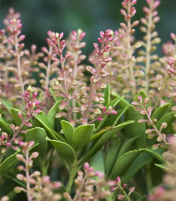 Pieris japonica 'Purity'
