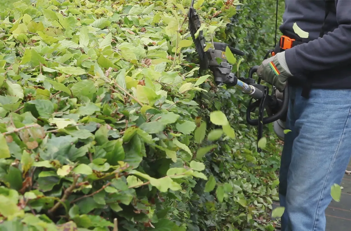 Hecken - Zurückschneiden