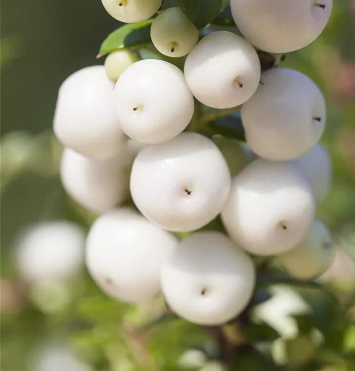 Torfmyrte - Gaultheria mucronata weisse Beeren