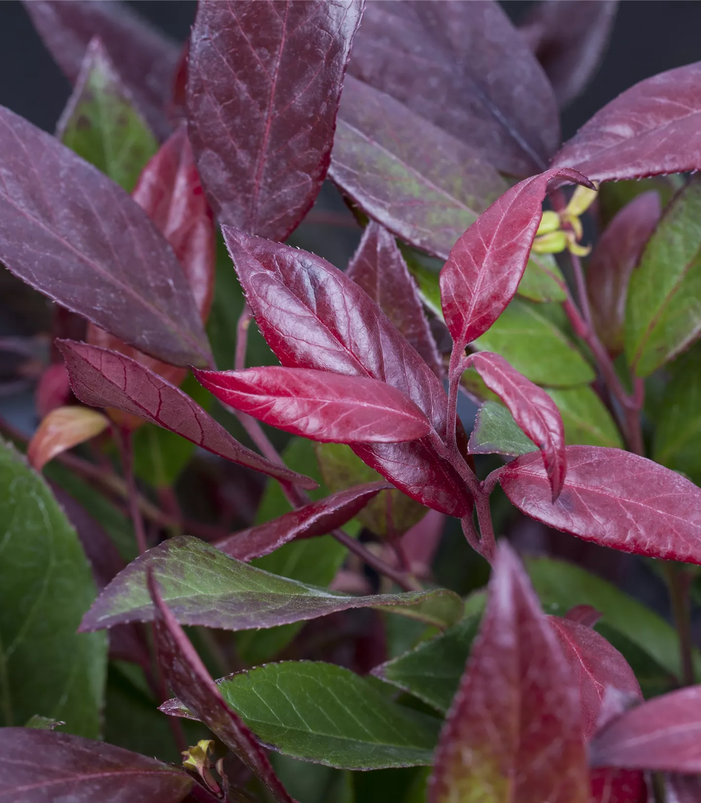 Leucothoe Scarletta