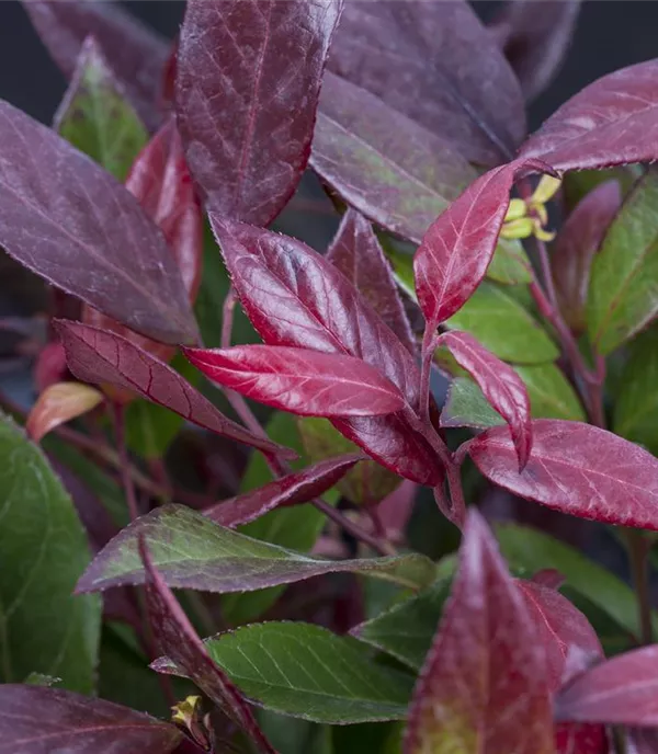 Leucothoe Scarletta