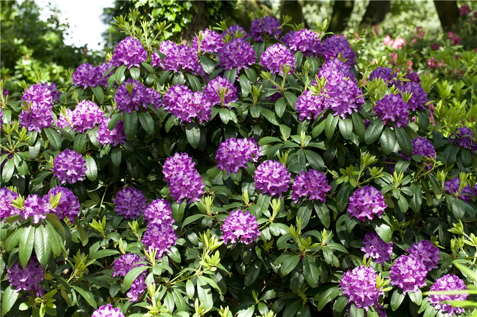 Rhododendron 'Catawbiense Grandiflorum', Rhododendron