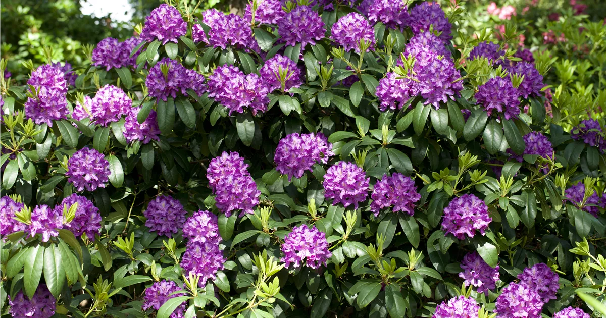 Rhododendron 'Catawbiense Grandiflorum', Rhododendron