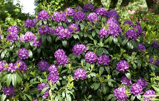 Rhododendron 'Catawbiense Grandiflorum'