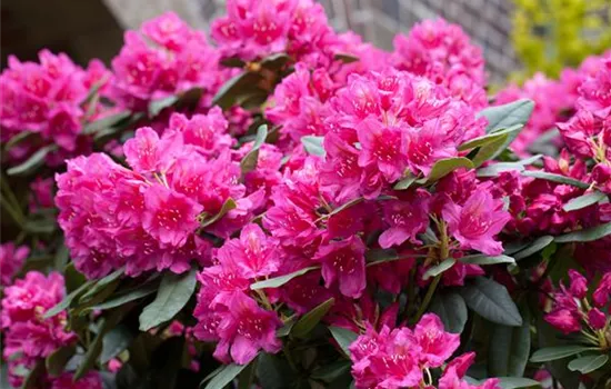 Rhododendron 'Dr H.C. Dresselhuys'