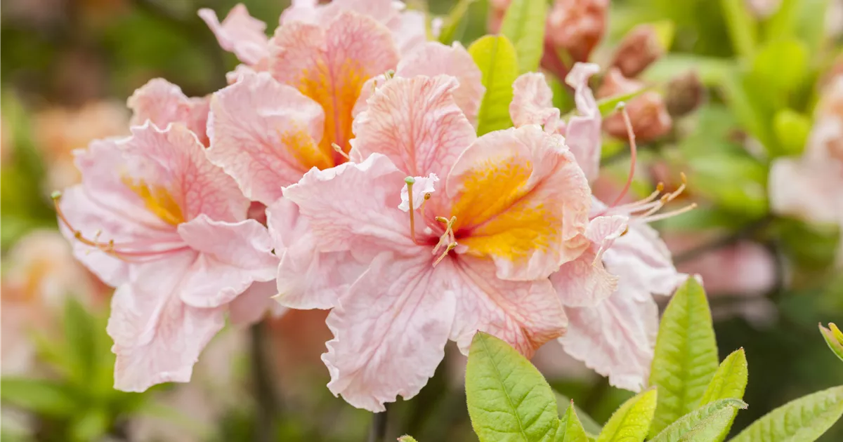 Rhododendron (Knaphill-Azalee) 'Berryrose', Rhododendron, Azalee