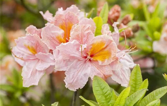 Rhododendron (Knaphill-Azalee) 'Berryrose'