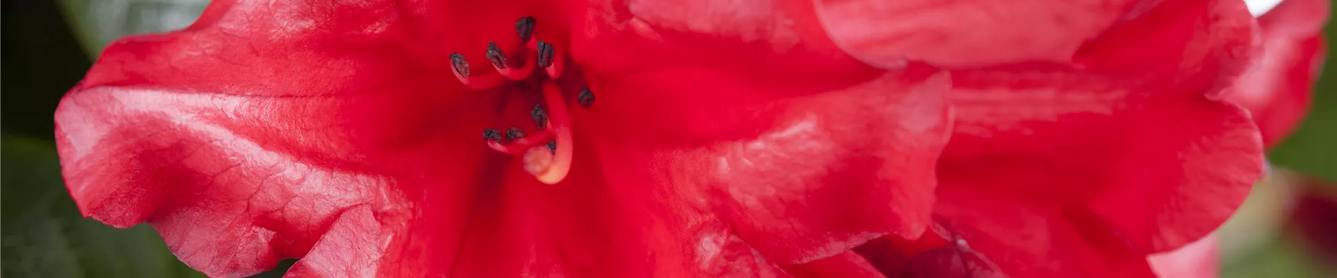 Bodendecker online kaufen | Bauer Baumschulen AG Bodendecker online kaufen | Bauer Baumschulen AG