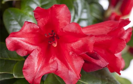 Rhododendron (Forrestii-Gruppe) 'Baden-Baden'