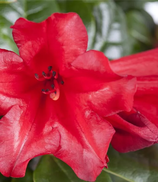 Rhododendron (Forrestii-Gruppe) 'Scarlet Wonder'