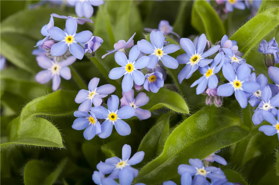 Myosotis sylvatica, Bodensee-Vergissmeinnicht