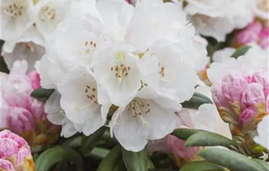 Rhododendron (Yakushimanum) 'Koichiro Wada'