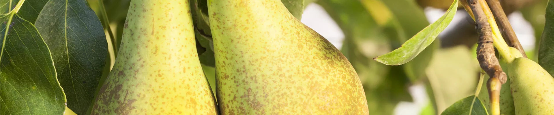 Bodendecker online kaufen | Bauer Baumschulen AG Bodendecker online kaufen | Bauer Baumschulen AG