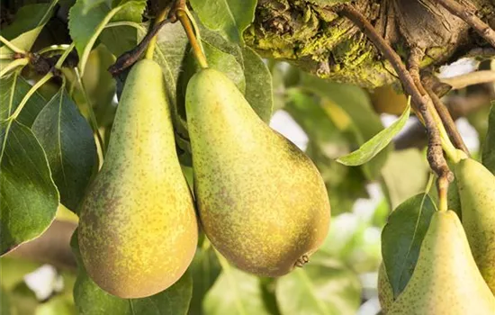 Pyrus (Säulenbirne) 'Concorde'