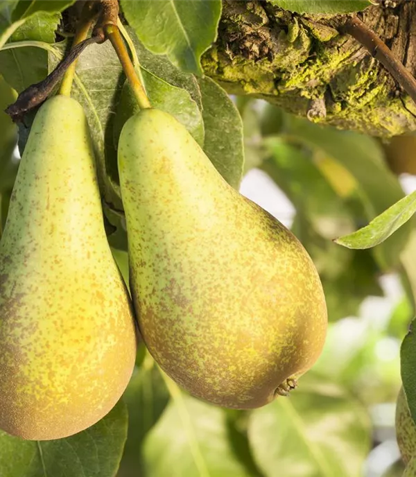 Pyrus (Säulenbirne) 'Concorde'
