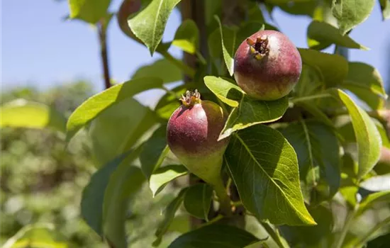 Pyrus (Säulenbirne) 'Condora'
