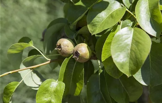 Pyrus (Säulenbirne) 'Decora'