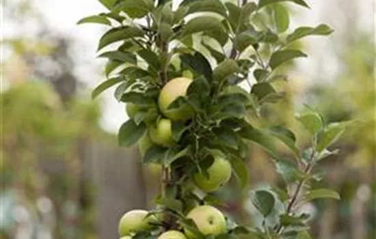 Malus (Säulenapfel) 'Goldlane'