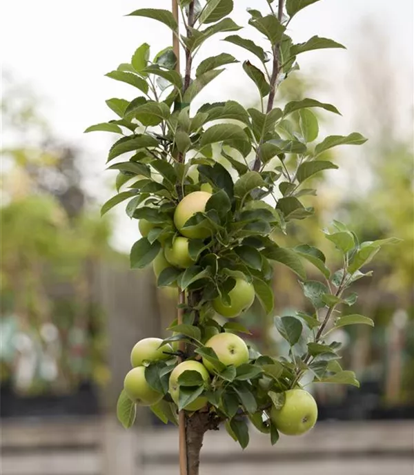 Malus (Säulenapfel) 'Goldlane'