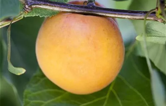 Prunus (Aprikose) 'Luizet'