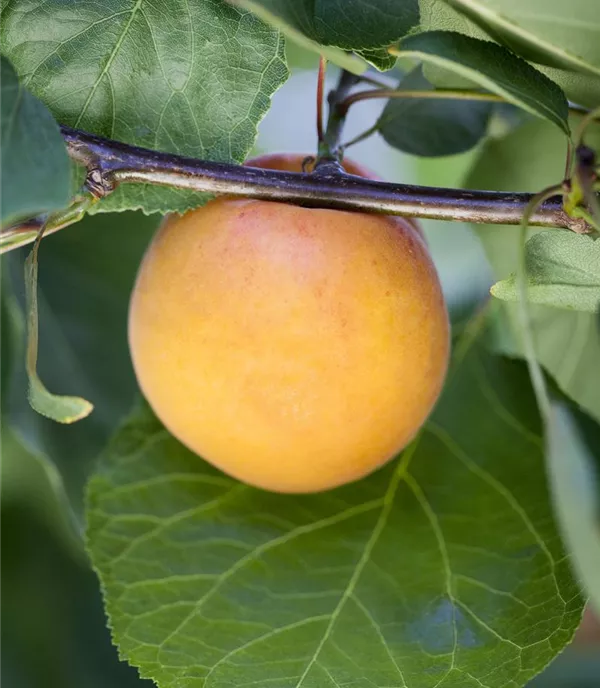 Prunus (Aprikose) 'Goldrich'