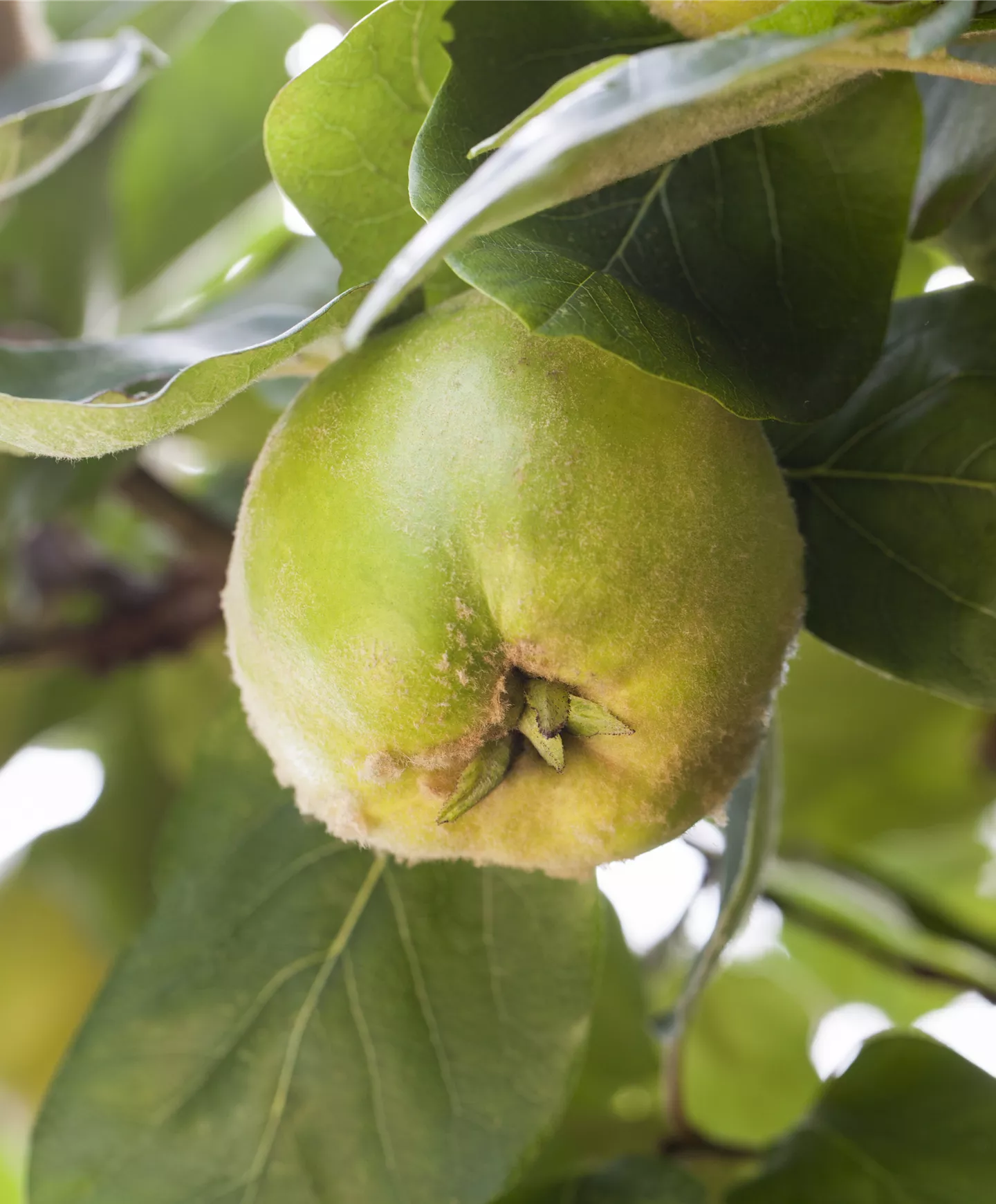 Cydonia (Quitte) 'Cydora Robusta'