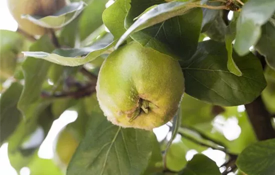 Cydonia (Quitte) 'Cydora Robusta'