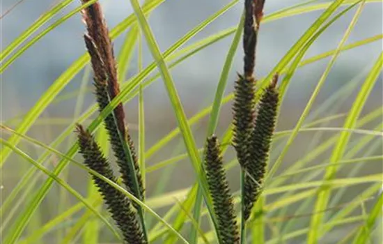 Carex acuta