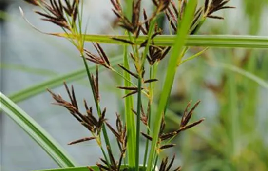 Cyperus longus