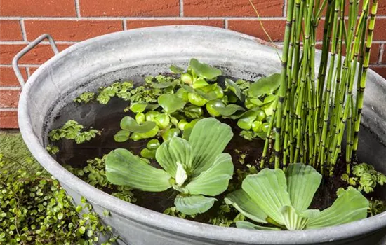 Equisetum hyemale var. robustum