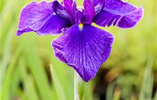 Iris laevigata