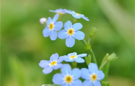 Myosotis palustris Myosotis palustris