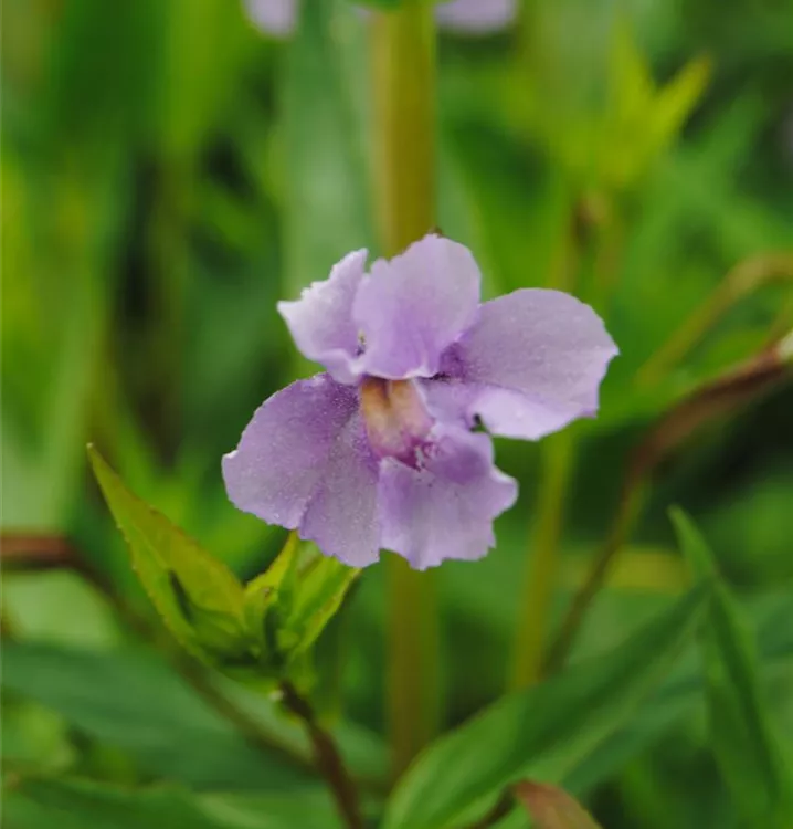 Gauklerblume - Mimulus ringens