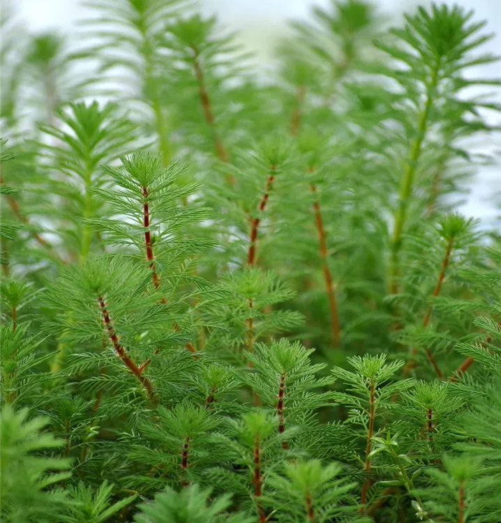 Tausendblatt - Myriophyllum verticillatum