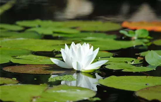 Nymphaea alba