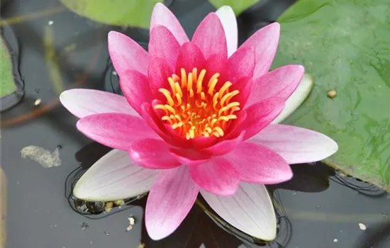 Nymphaea 'Attraction'