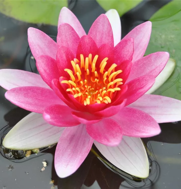 Garten-Seerose 'Attraction' - Nymphaea 'Attraction'