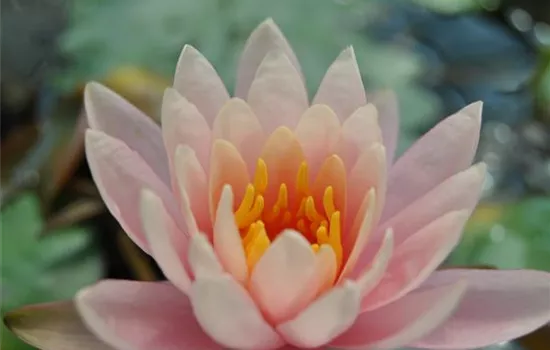 Nymphaea 'Fabiola'