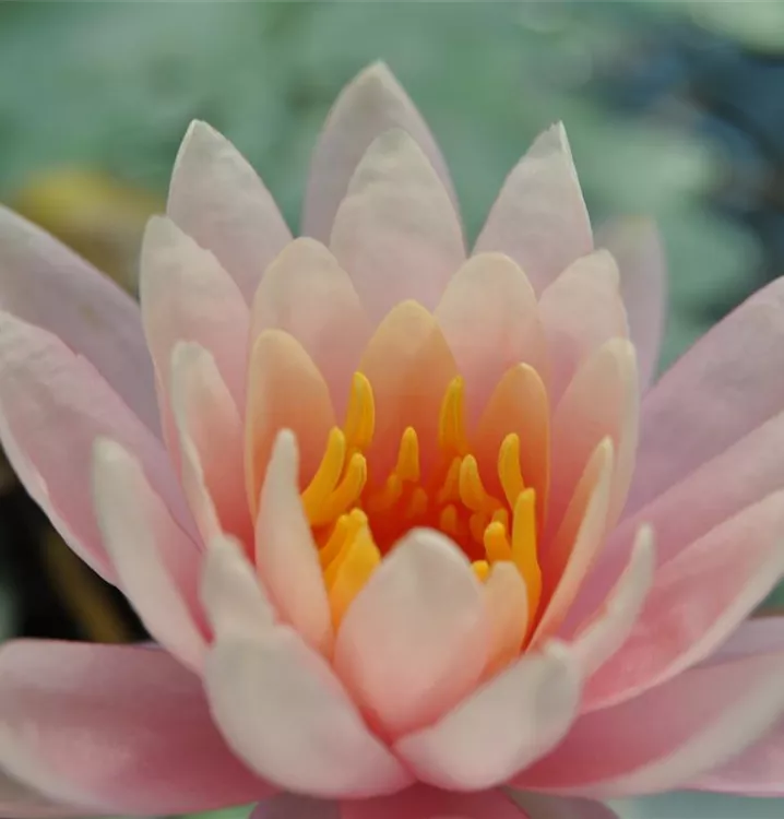 Garten-Seerose 'Fabiola' - Nymphaea 'Fabiola'
