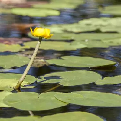 Topfgrösse 1 Liter - Grosse Teichrose - Nuphar lutea