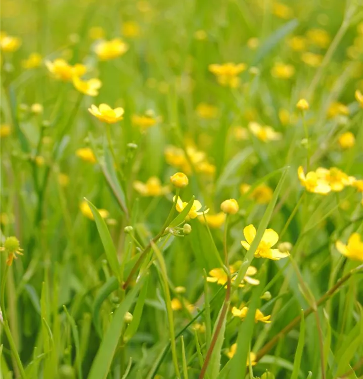Kleiner Sumpfhahnenfuss - Ranunculus flammula
