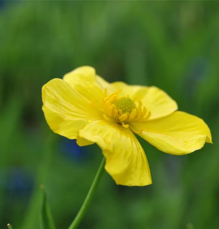 Grosser Sumpfhahnenfuss - Ranunculus lingua