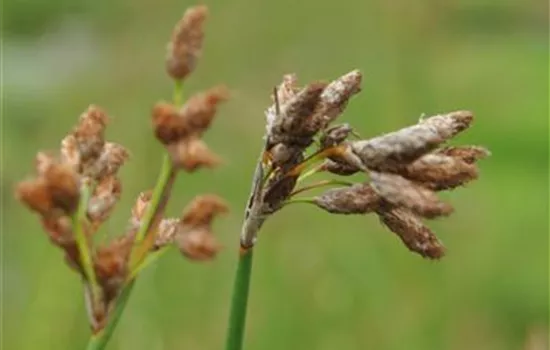 Schoenoplectus lacustris