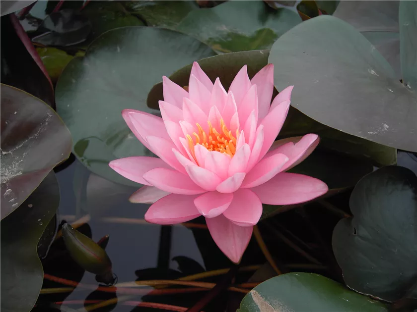 Nymphaea 'Rosennymphe', Garten-Seerose 'Rosennymphe'