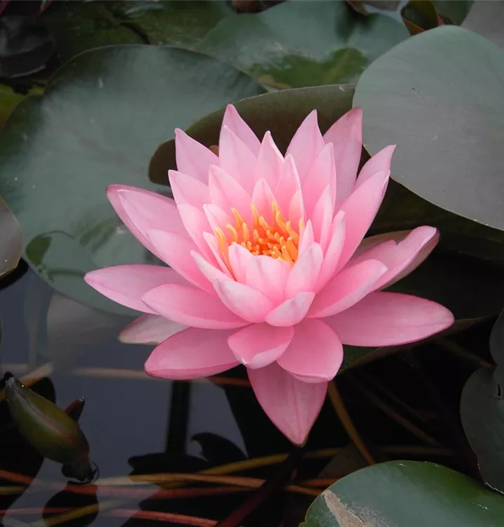 Garten-Seerose 'Rosennymphe' - Nymphaea 'Rosennymphe'
