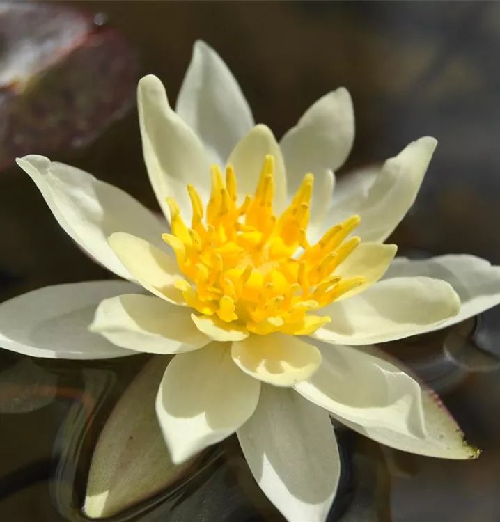 Garten-Seerose 'Marliacea Chromatella' - Nymphaea 'Marliacea Chromatella'