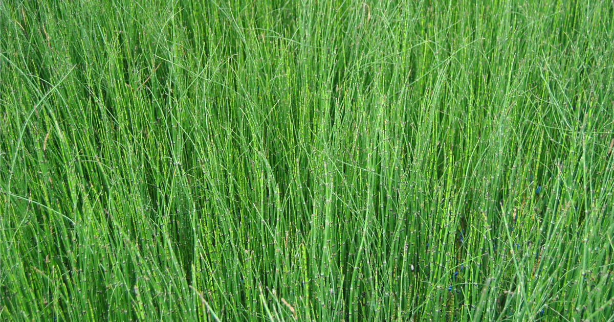 Equisetum hyemale, erwinternder Schachtelhalm