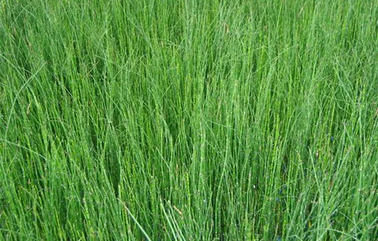 Equisetum hyemale Equisetum hyemale